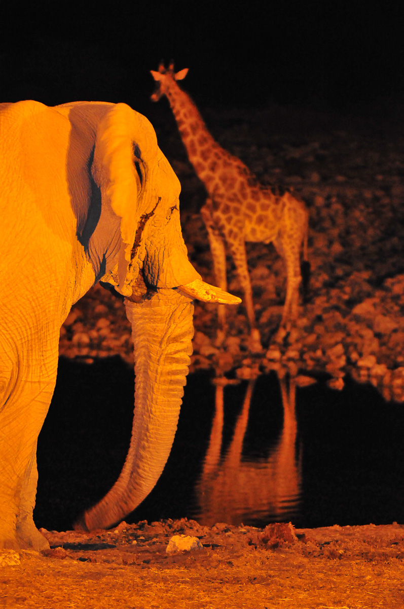 Elephant and giraffe visiting the Okaukuejo waterhole at night