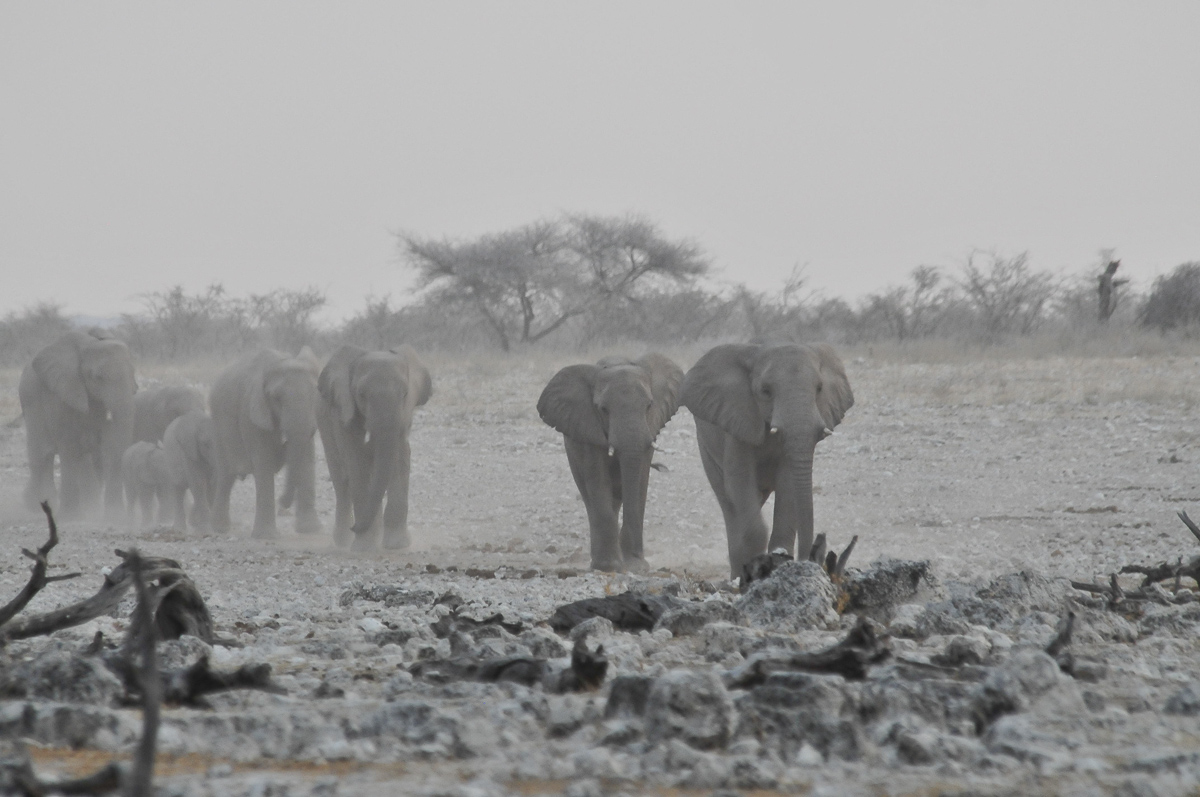 Elephants walking to Okaukuejo waterhole