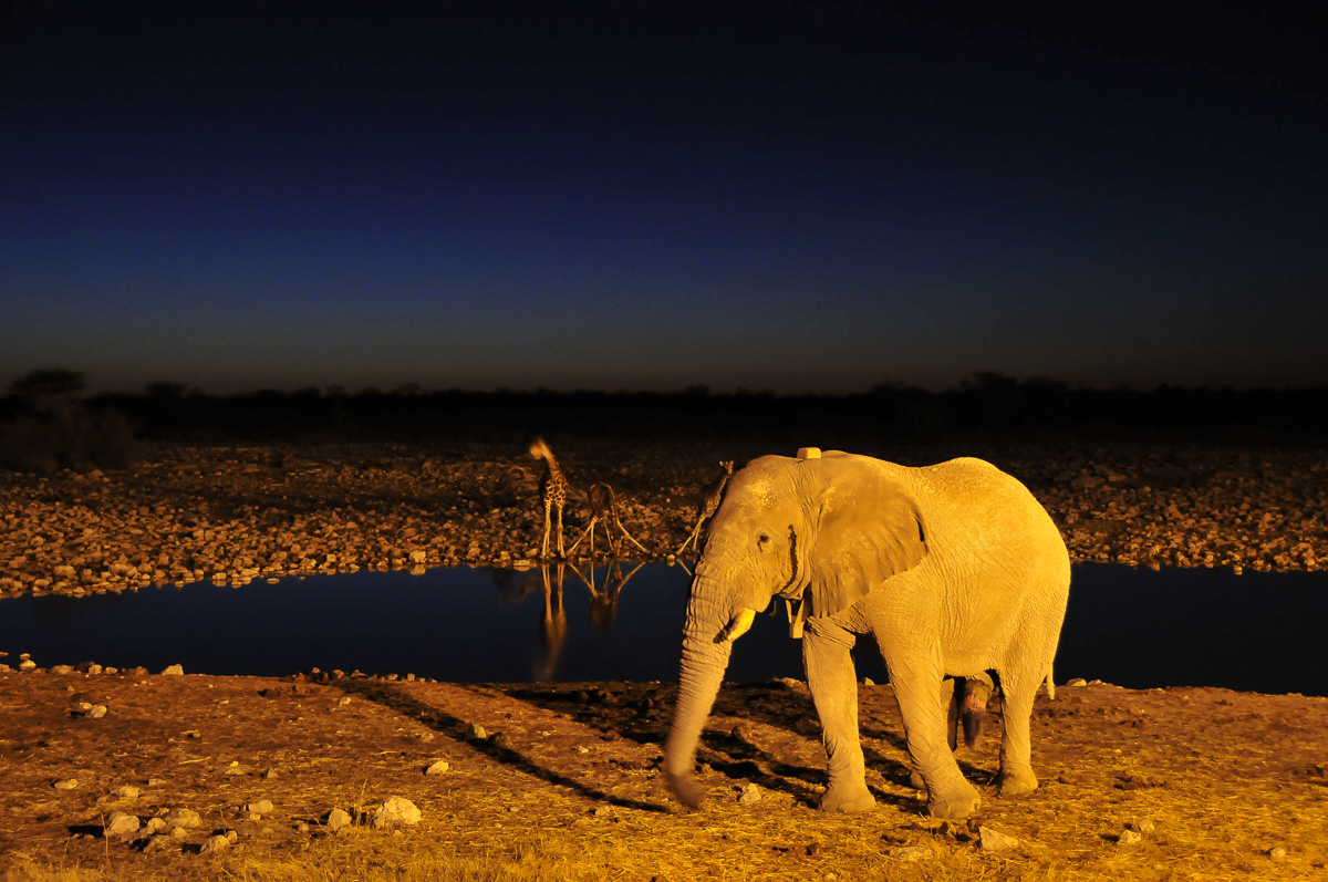 Elephant with giraffe in the background at Okaukuejo