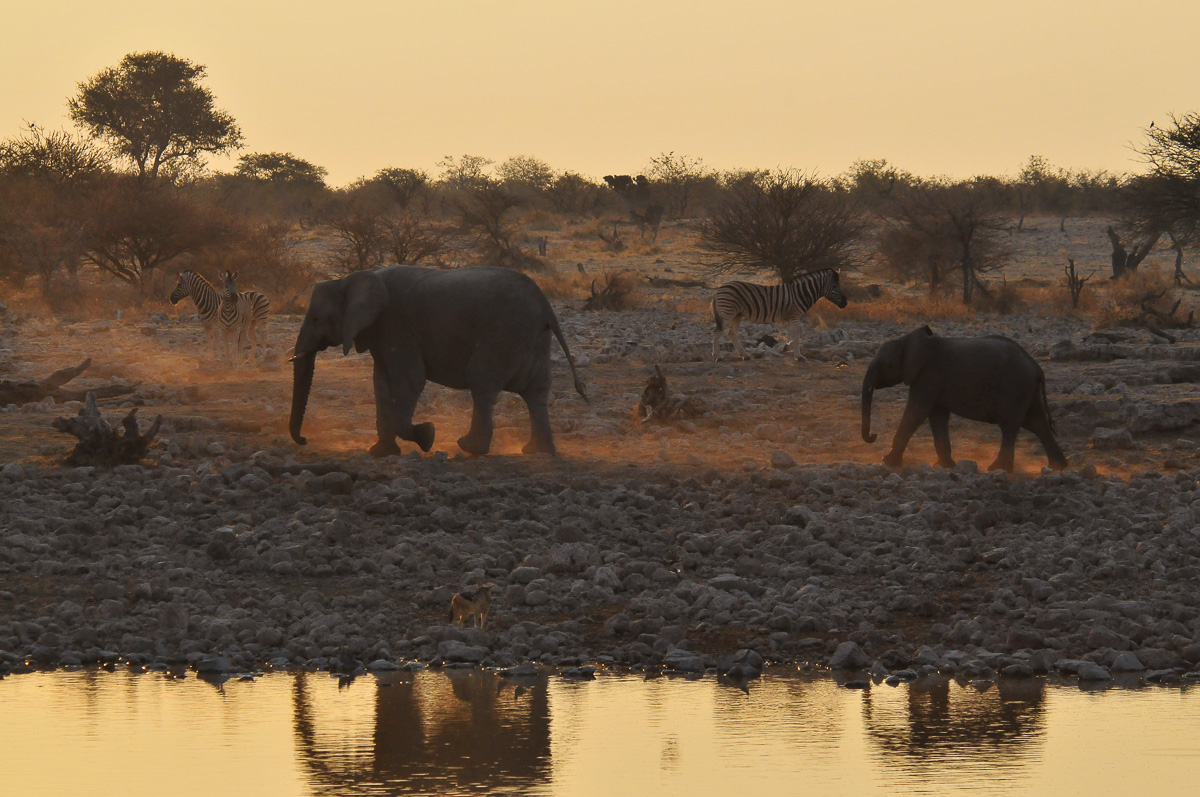 Elephants leaving Okaukuejo waterhole at sunset