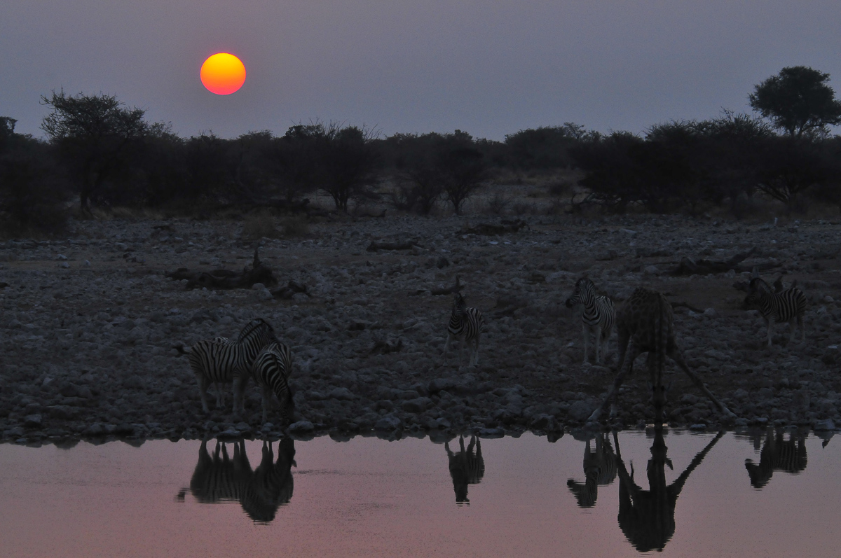 Giraffe and zebra at sunset at Okaukuejo waterhole