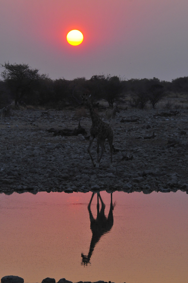 Okaukuejo Giraffe reflection at sunset