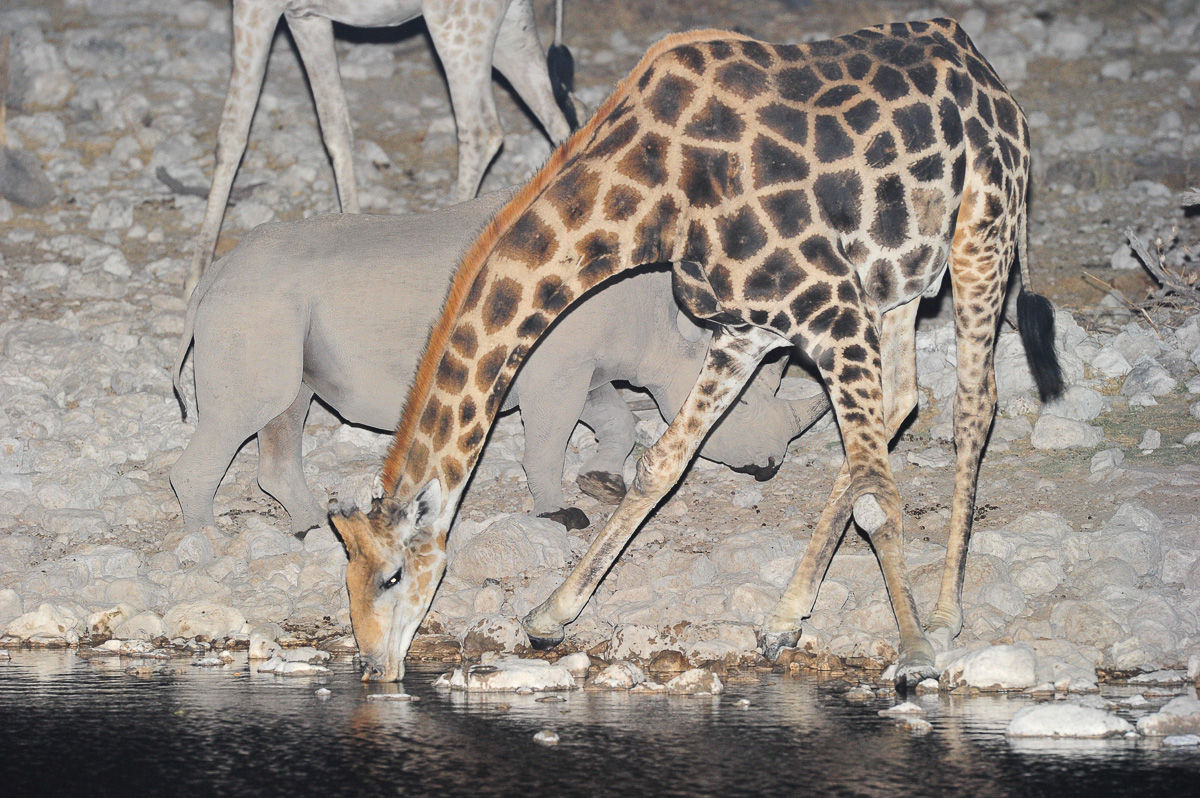 Giraffe and rhino at the waterhole at Okaukuejo