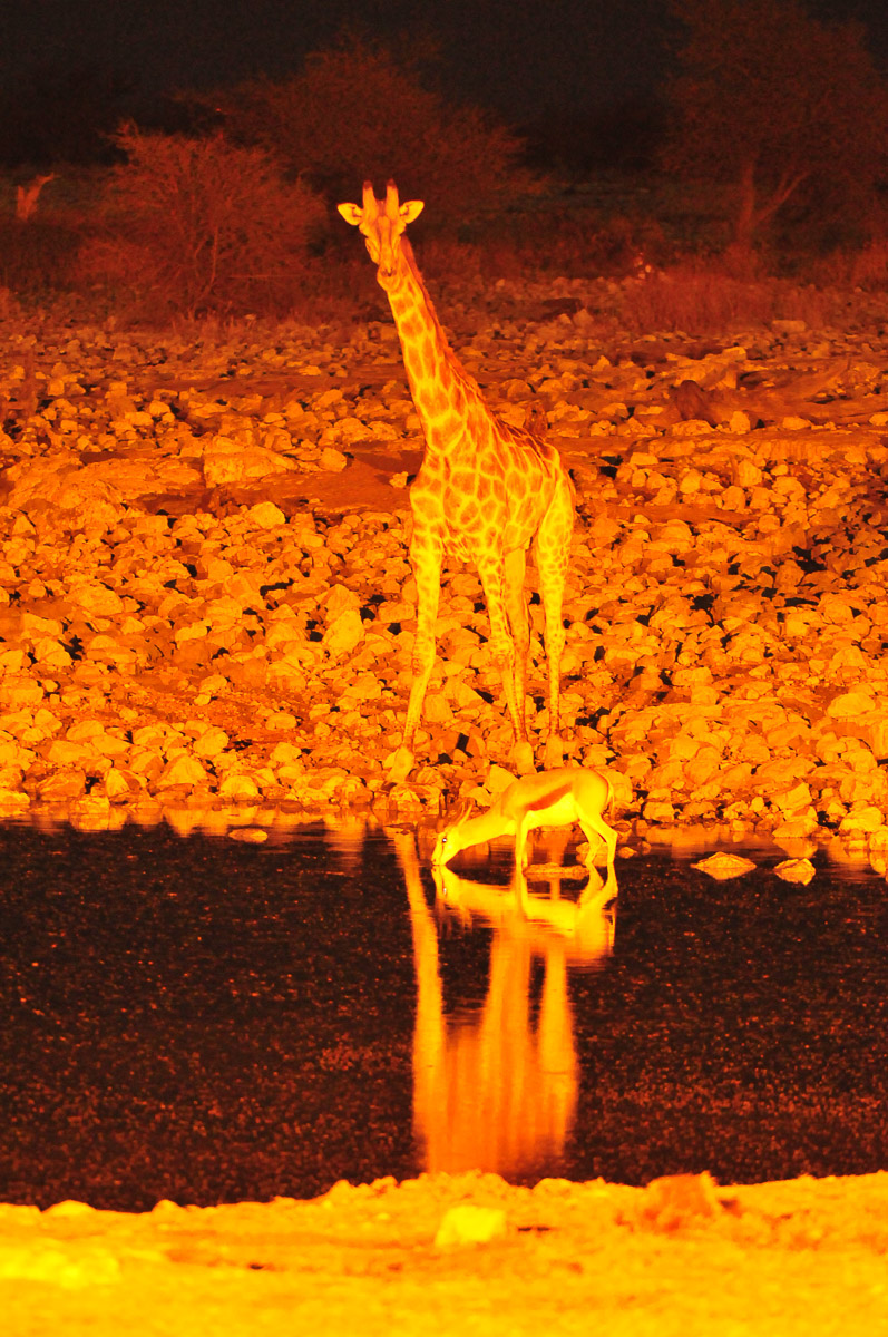 giraffe and springbuck at Okaukuejo waterhole