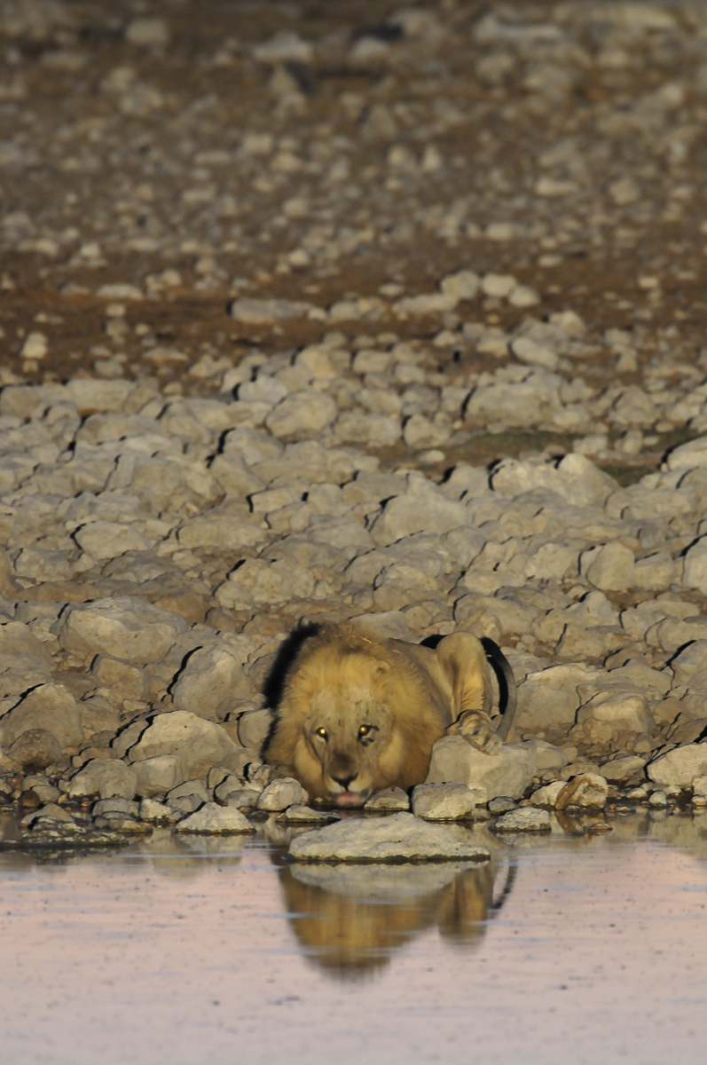 lion drinking at Okaukuejo