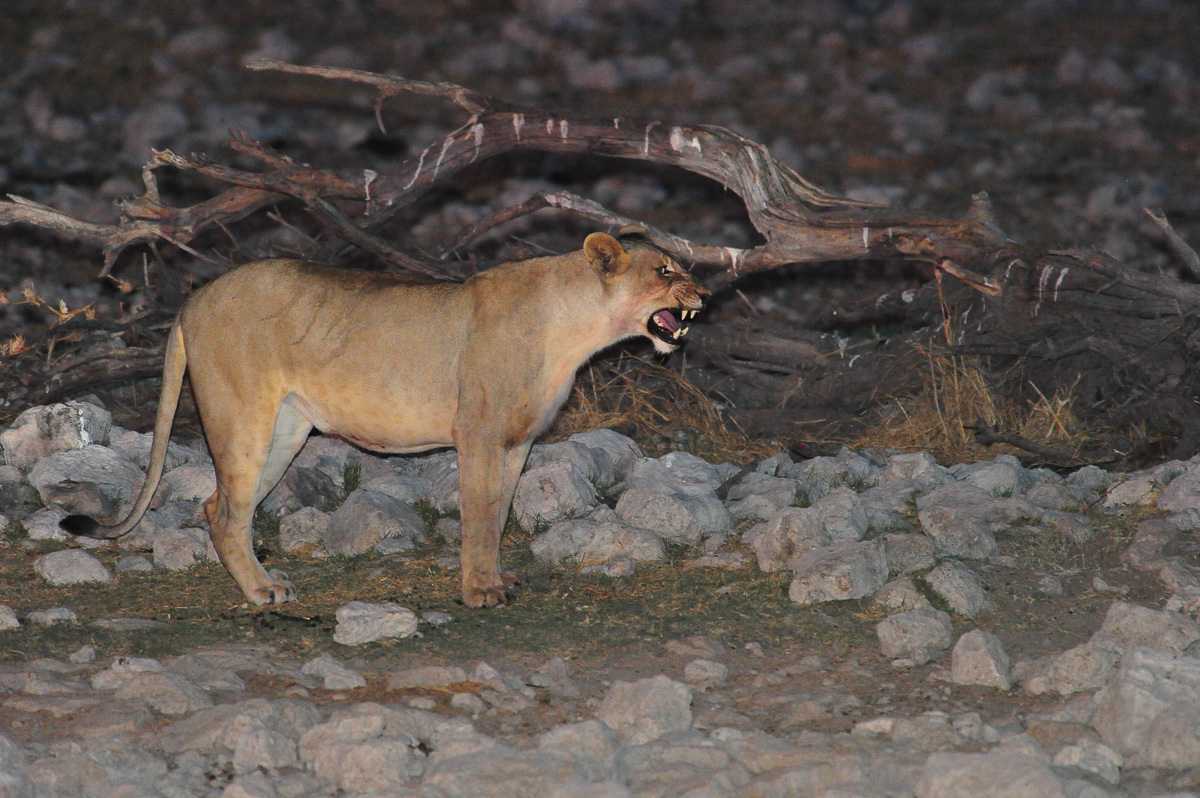 Lioness with flehmen face at Okaukuejo