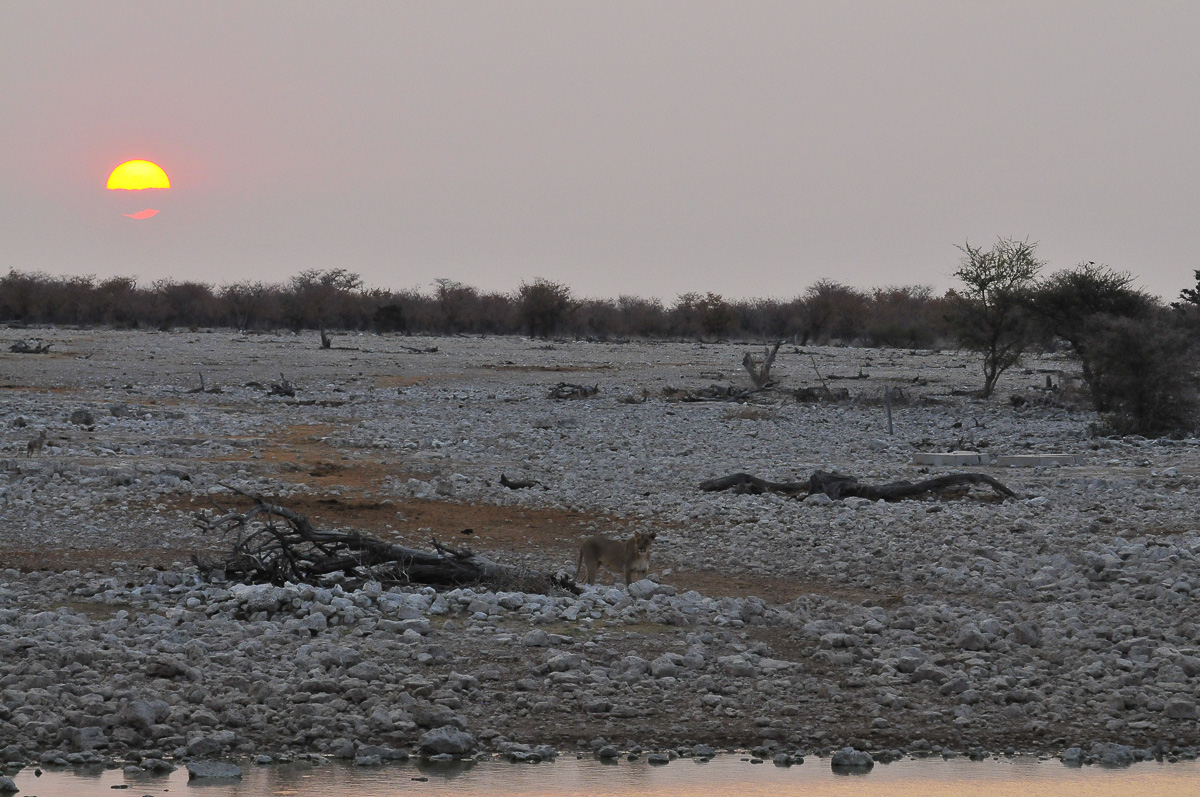 Animalscape of lioness at sunset at Okaukuejo
