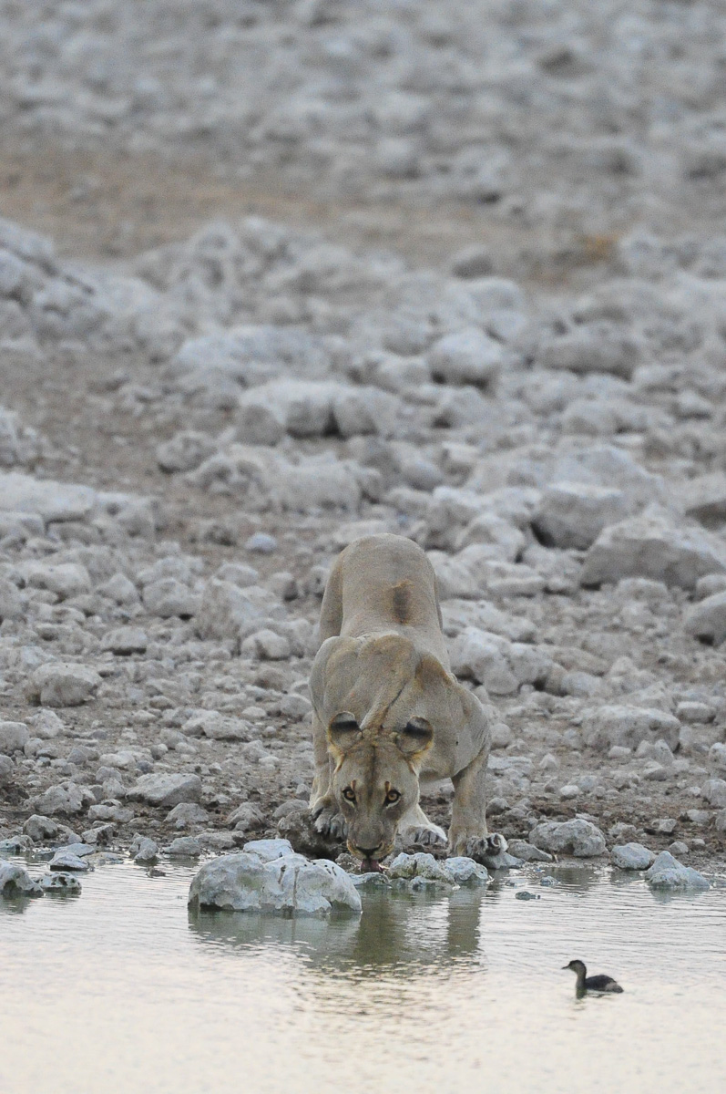 Okaukuejo lioness drinking at the waterhole
