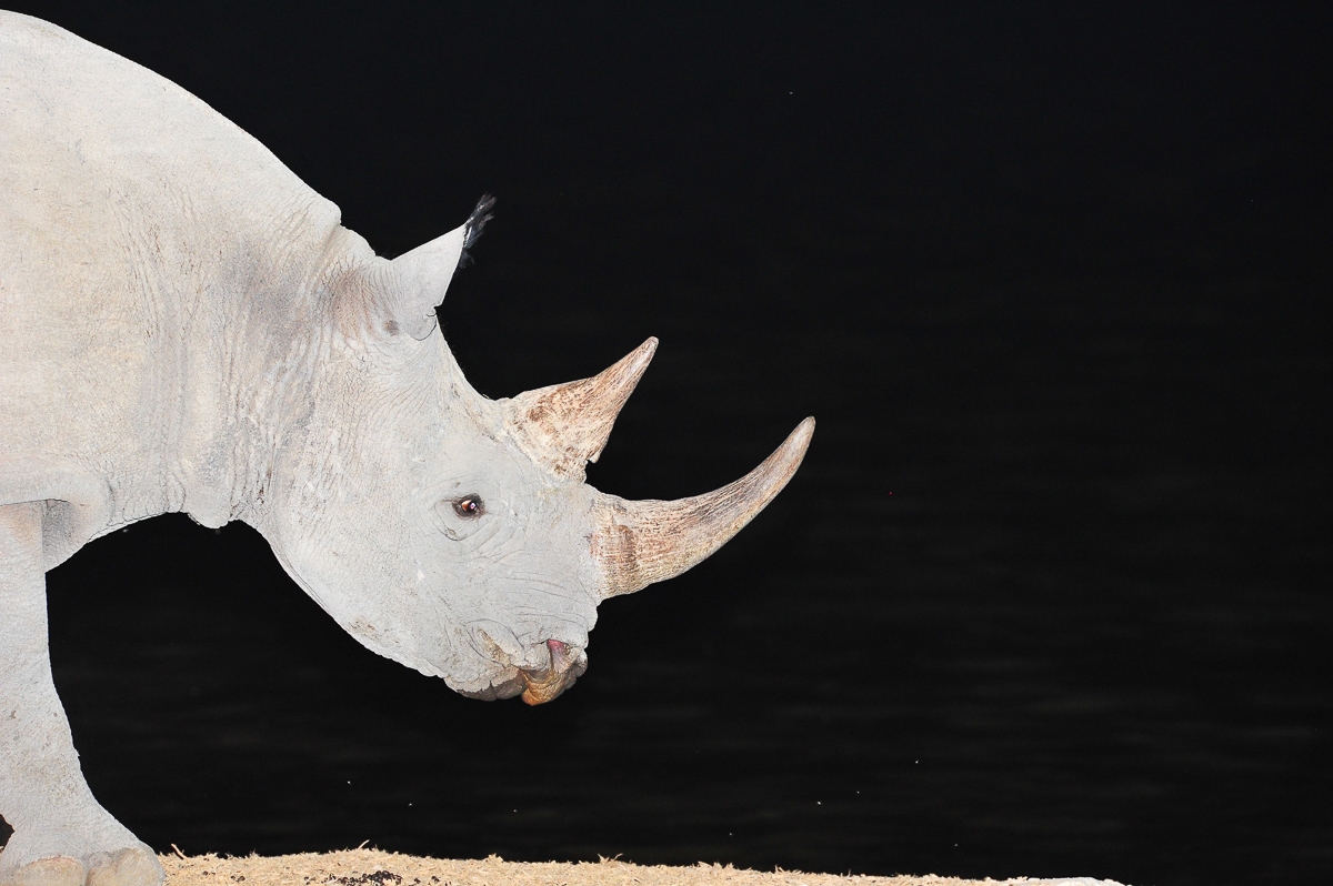 Low key black rhino image taken at Okaukuejo
