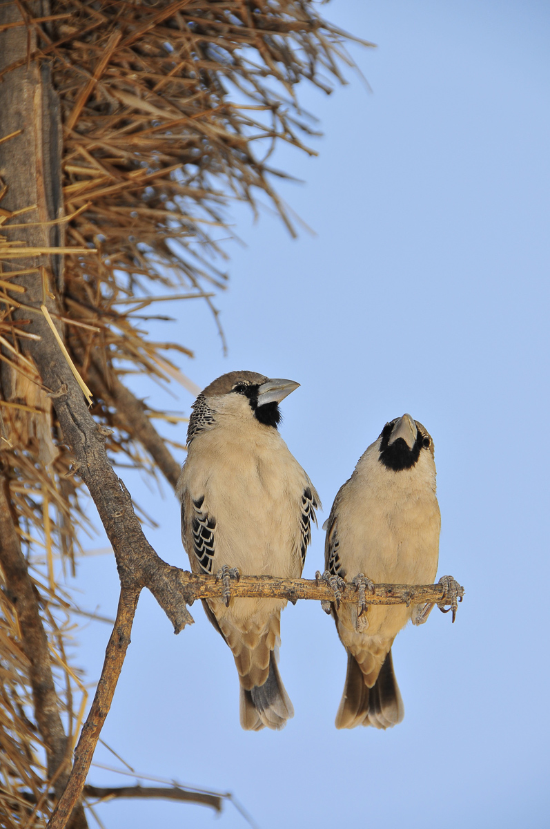 Social weaver in Okaukuejo camp in Etosha