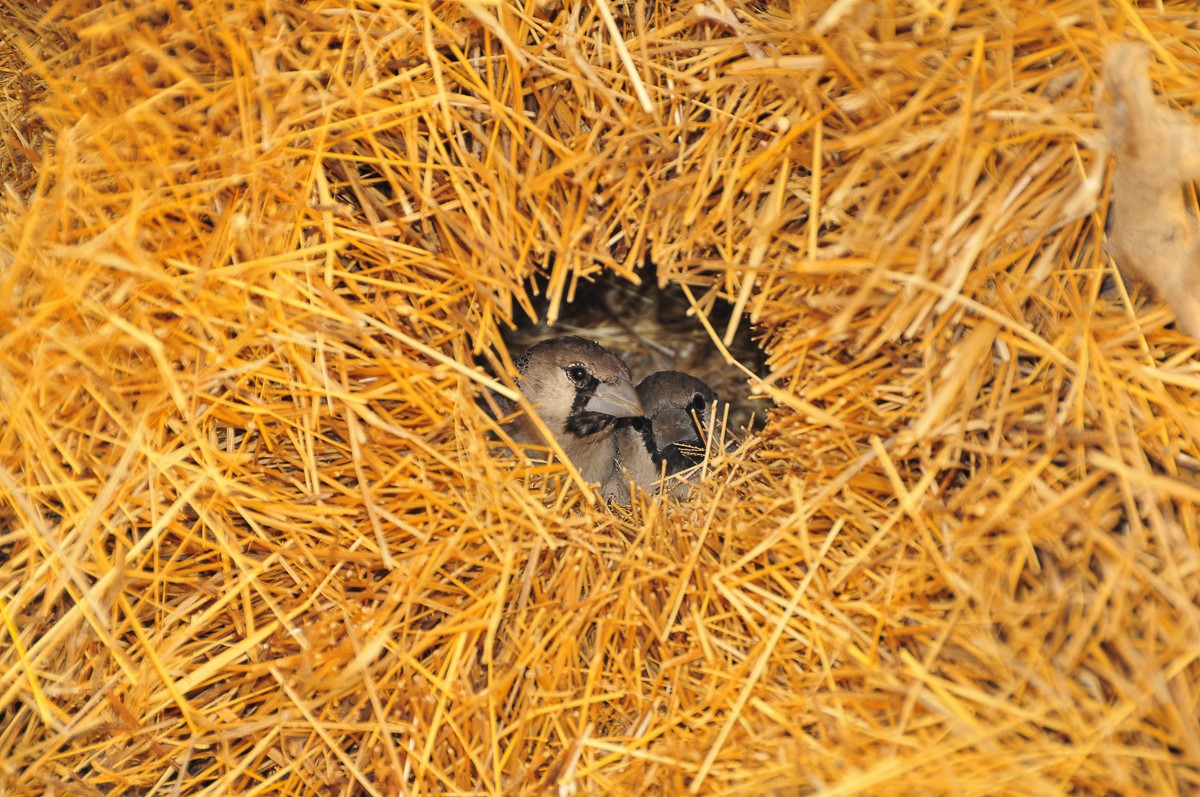 Social weavers in their nest in Okaukuejo camp
