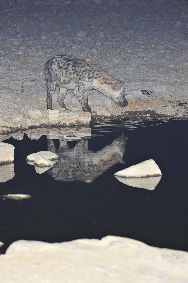 Spotted hyena at Okaukuejo waterhole