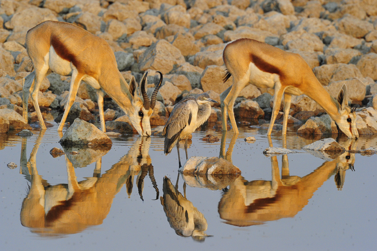 Reflections of Springbok and Heron at Okaukuejo waterhole