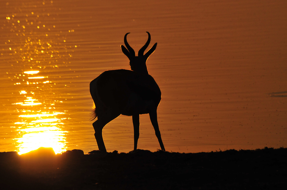 Springbok silhouette at the edge of OKaukuejo waterhole
