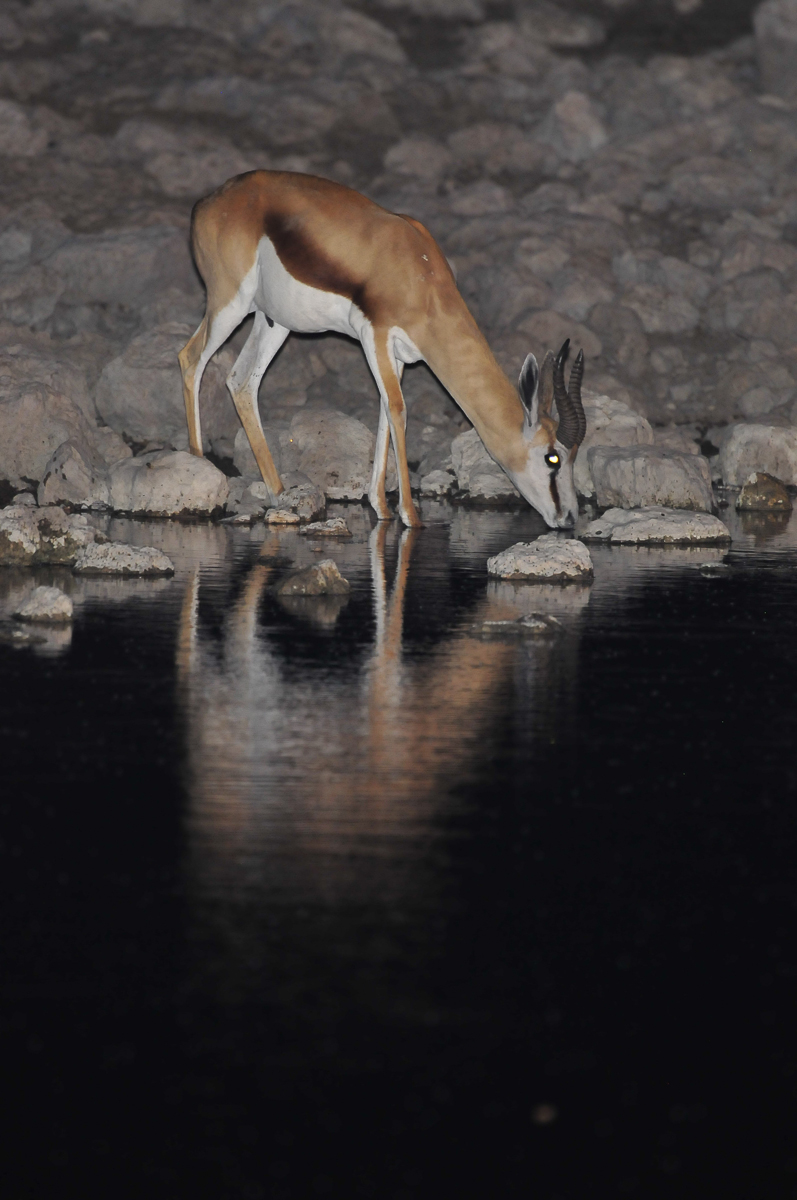 Springbok drinking at Okaukuejo waterhole in Etosha