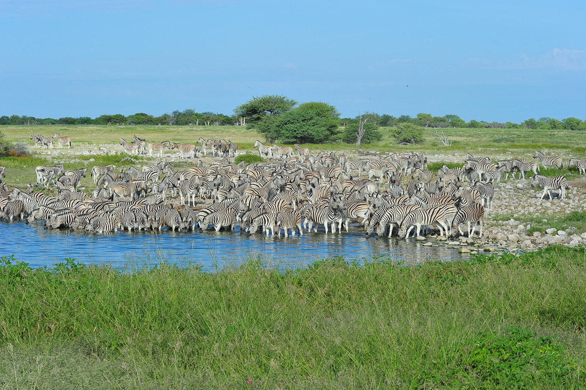 The waterhole at Okaukuejo in the low season- summer