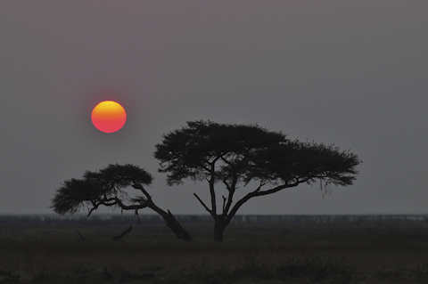 sunrise near Okaukuejo camp in etosha