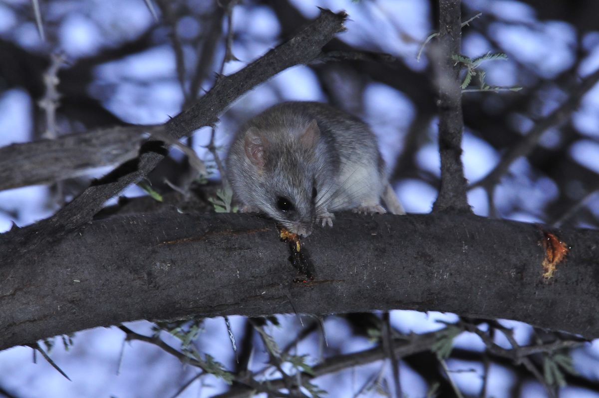 tree mouse in Okaukuejo camp
