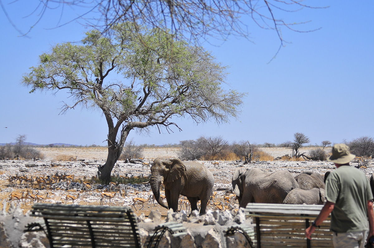 Okaukuejo waterhole with elephant and springbok