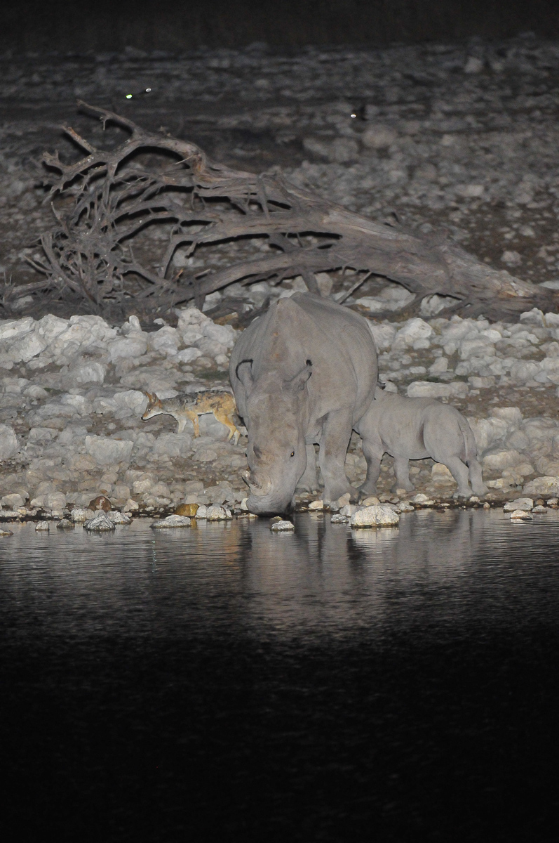 White rhino with her calf at Okaukuejo