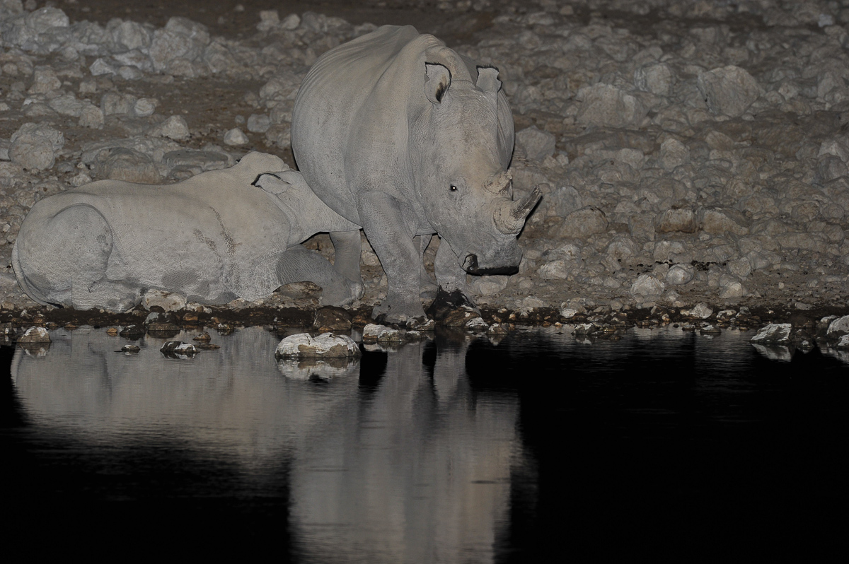 White rhino and calf drinking at Okaukuejo