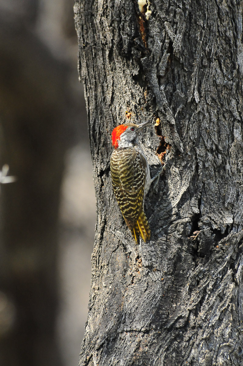 woodpecker in Okaukuejo in Etosha