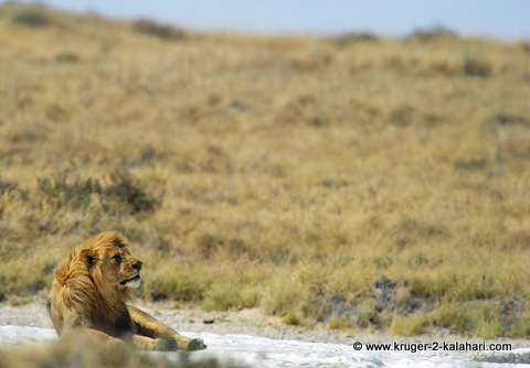Male lion at Okondeka waterhole Male lion at Okondeka waterhole