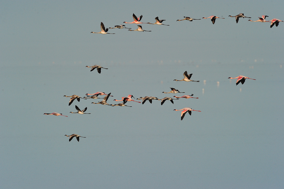 Onkoshi Flamingos flying past our chalet
