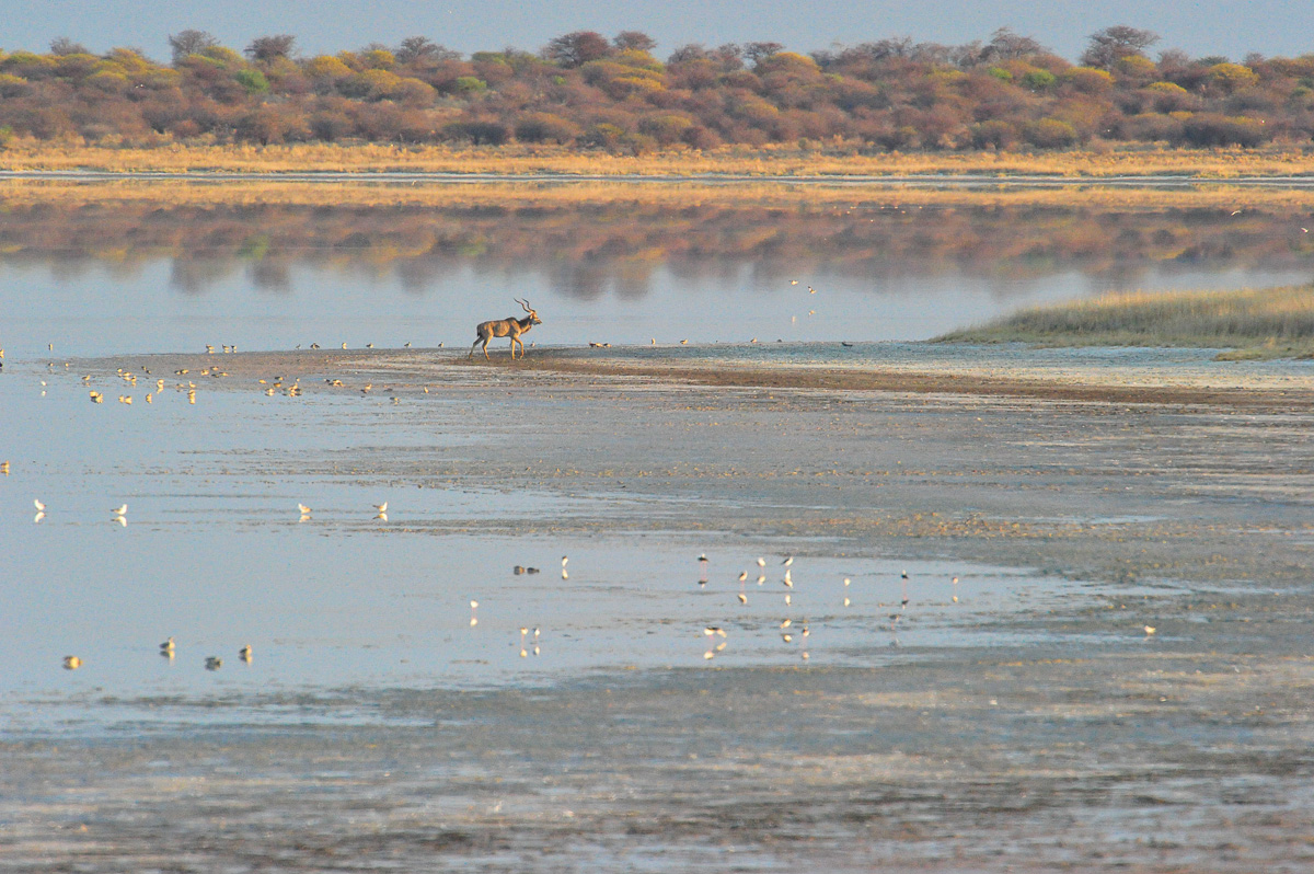 Animals-cape at Etosha pan