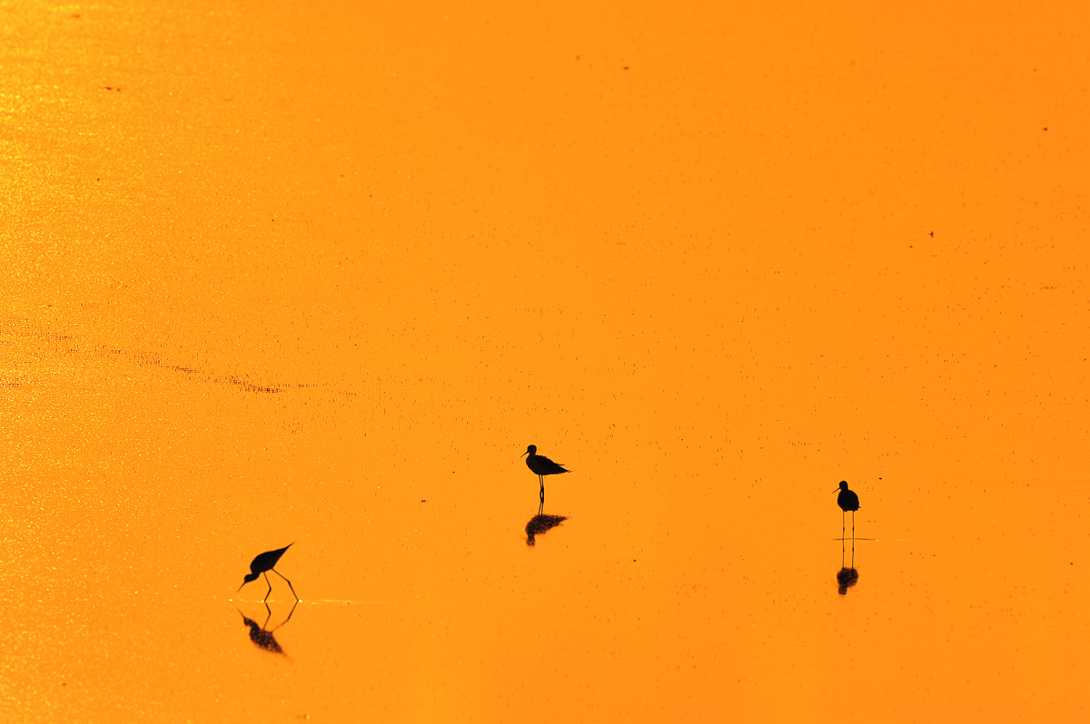 birds silhouettes on Etosha pan in front of Onkoshi camp