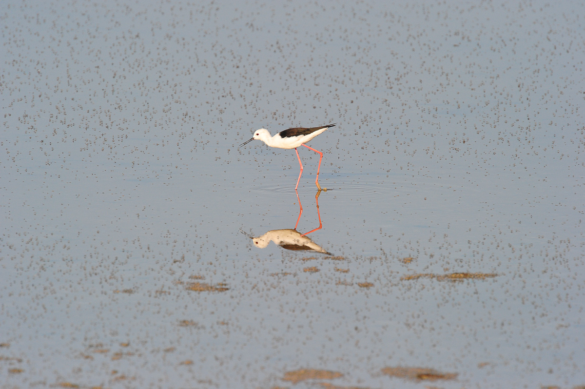 Onkoshi black-winged stilt