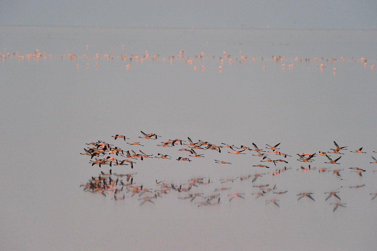 flamingos flying over the pan at Onkoshi camp