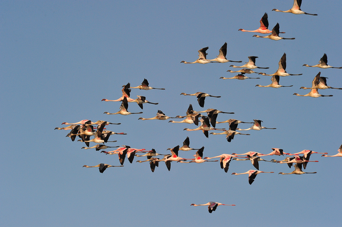 flamingos flying over the pan past Onkoshi camp