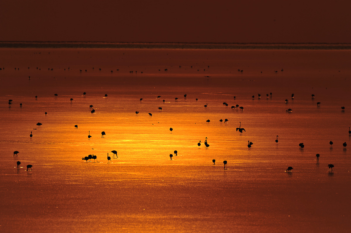 flamingos at sunset at Etosha pan taken from Onkoshi camp