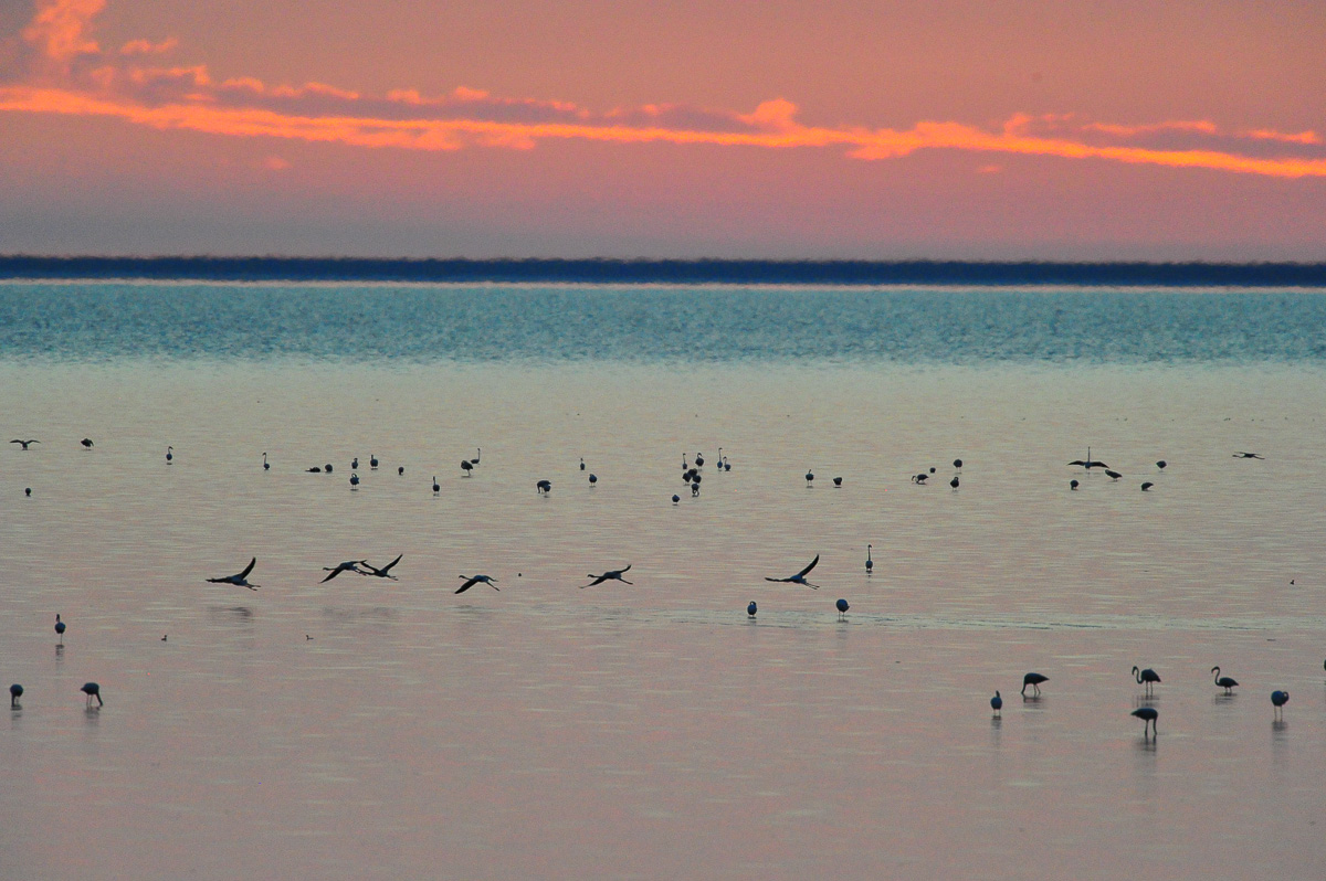 Onkoshi flamingos at sunset