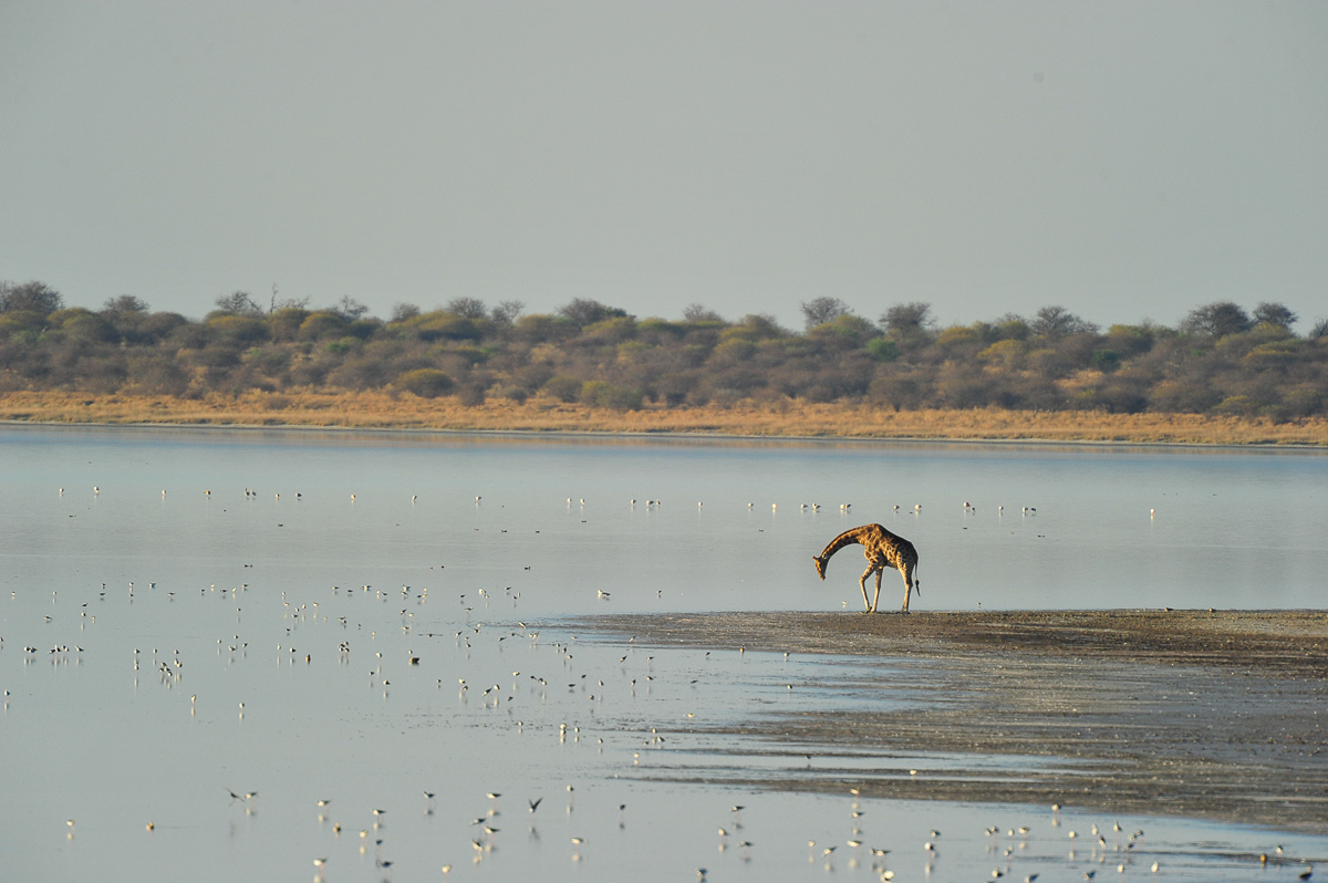 giraffe drinking at the pan at Onkoshi