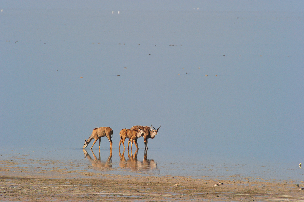 Kudus on Etosha pan near Onkoshi