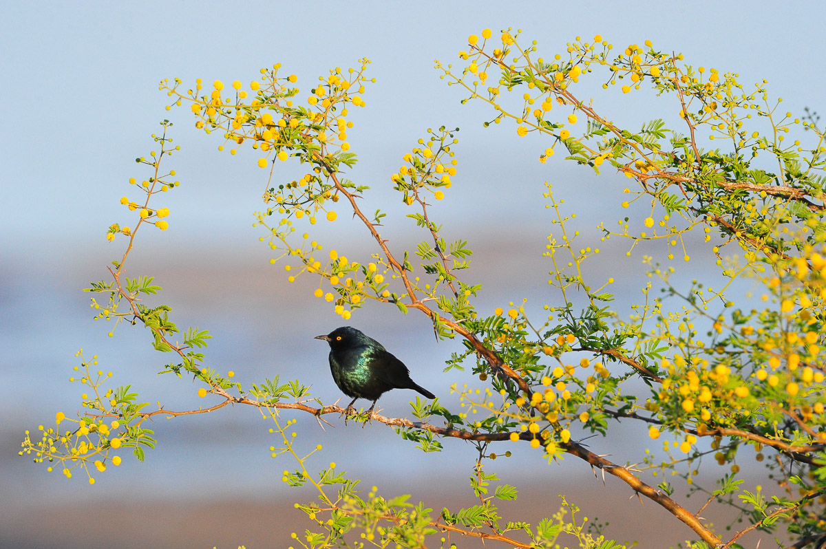 Onkoshi starling