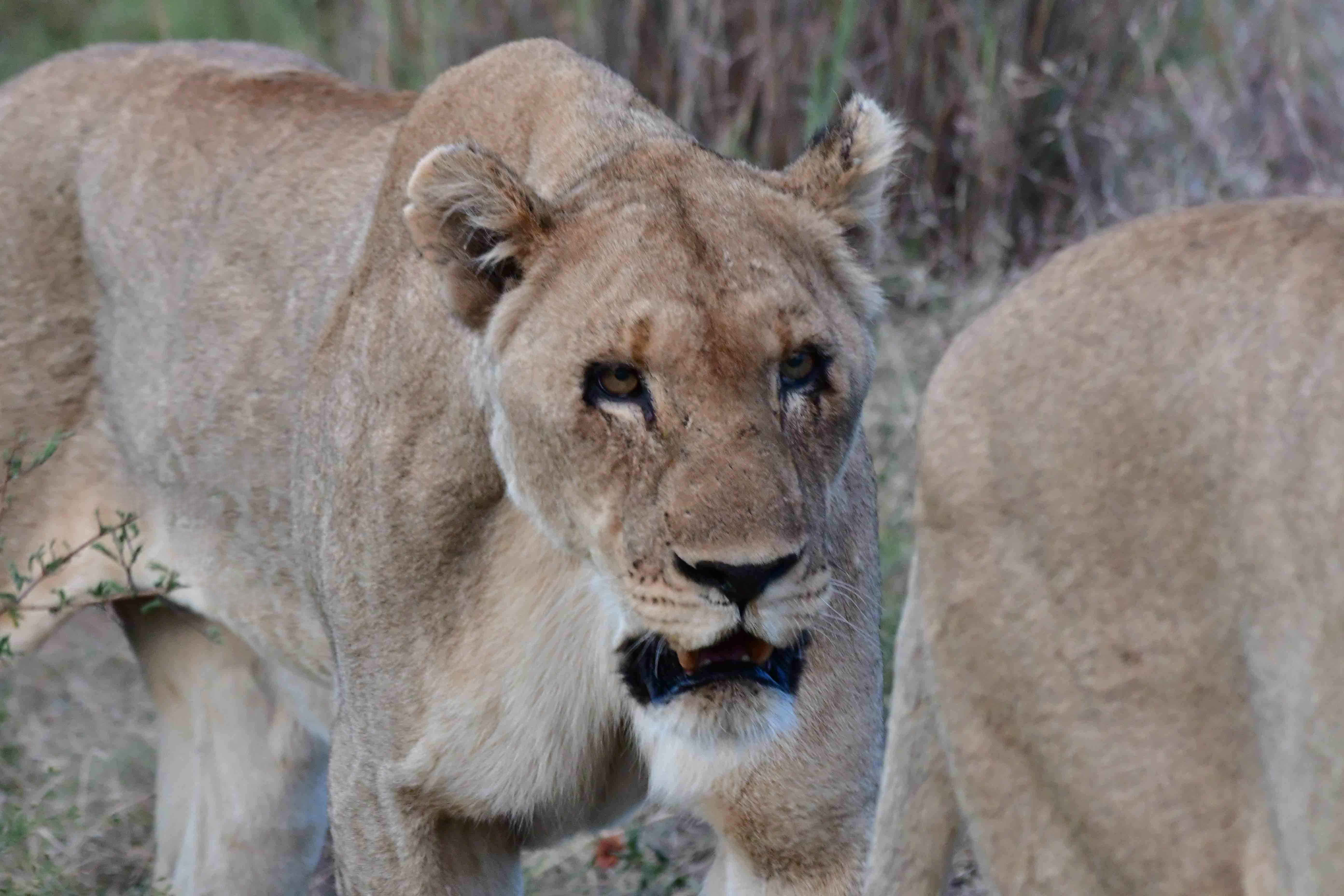 old lioness in Madikwe