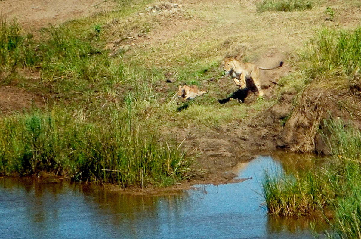 The lion chase from our Olifants bungalow #16