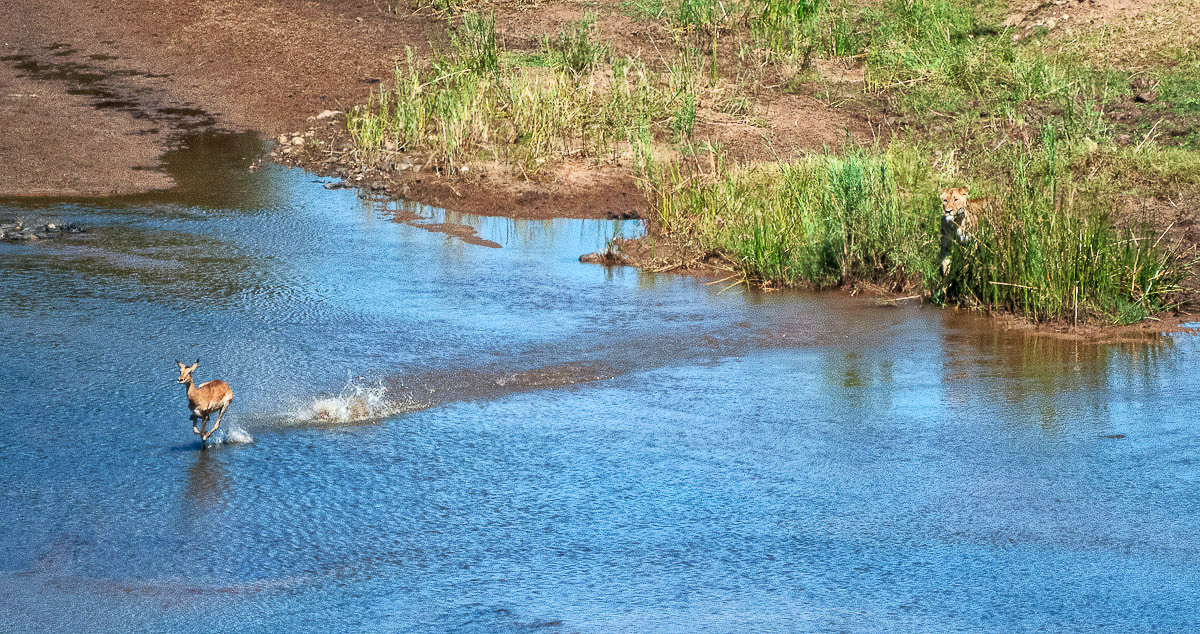Olifants lion chased impala into river