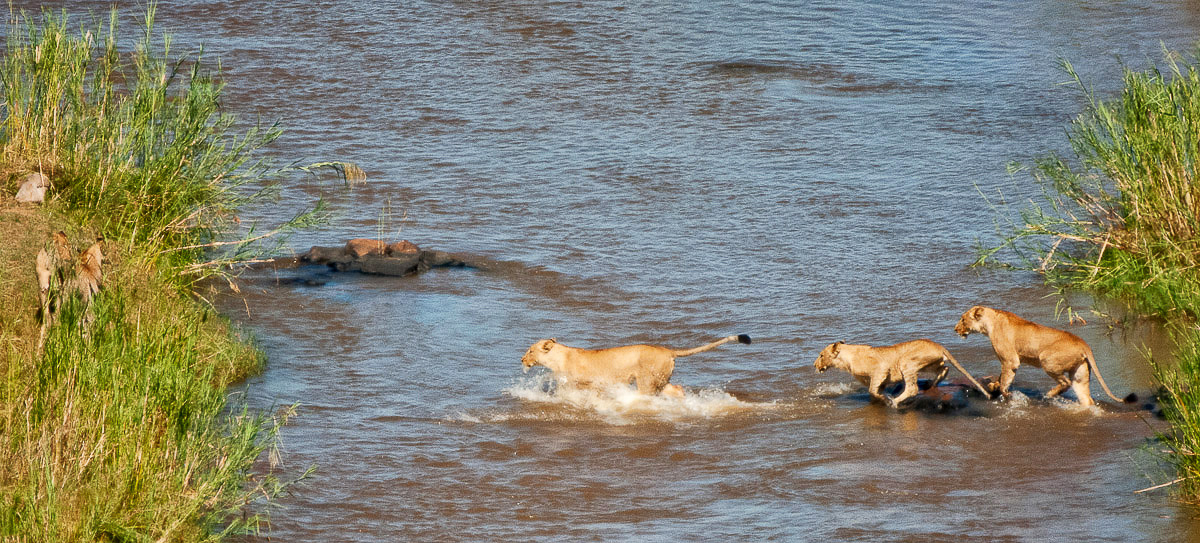 Olifants lions looking for impala in river