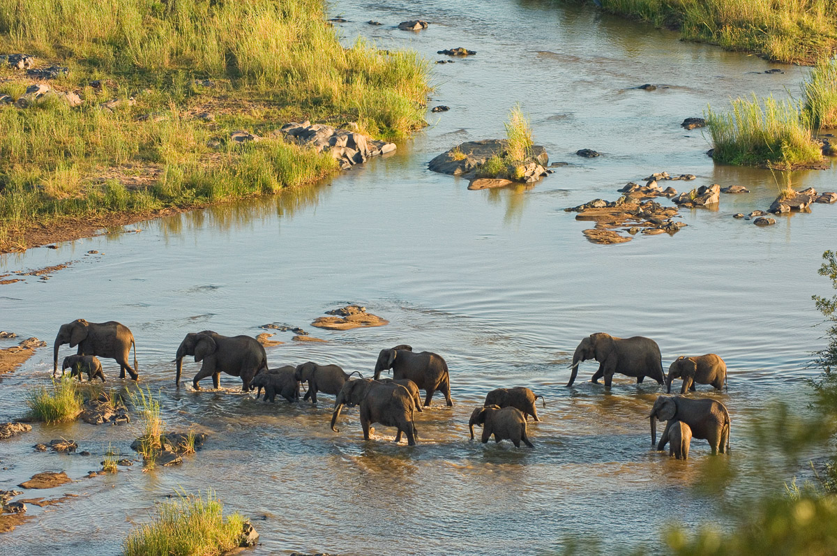 Elephant crossing the Olifants river
