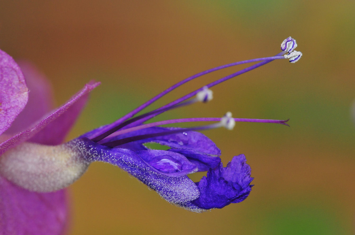 Olifants Wild Parasol Flower