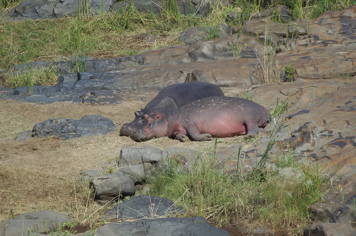 Hippos on the bank of the Olifants river