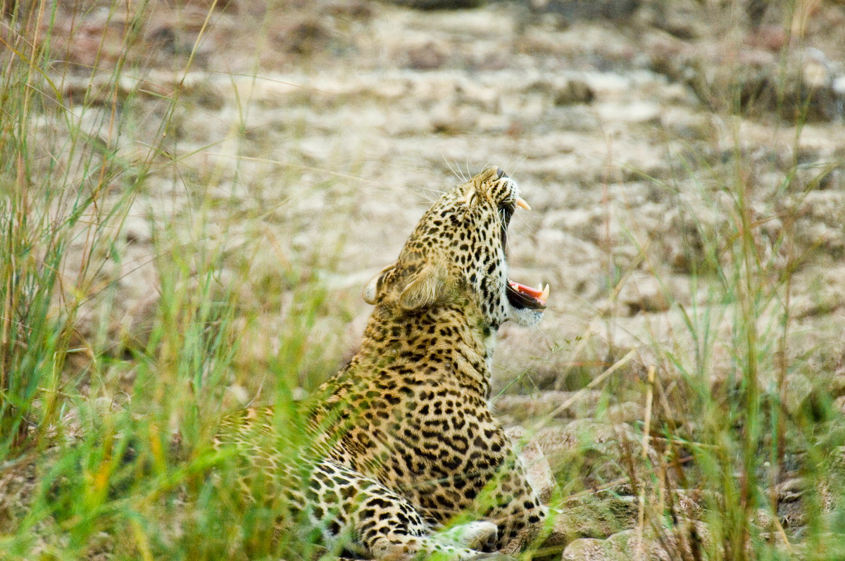 Leopard yawning on the S92 near Olifants camp