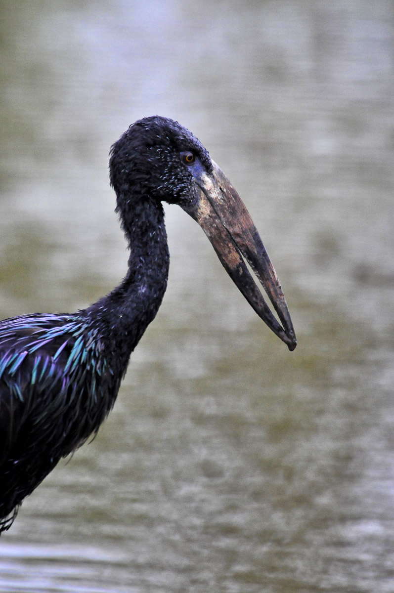 Openbilled Stork at Sweni hide near Satara in the Kruger National Park