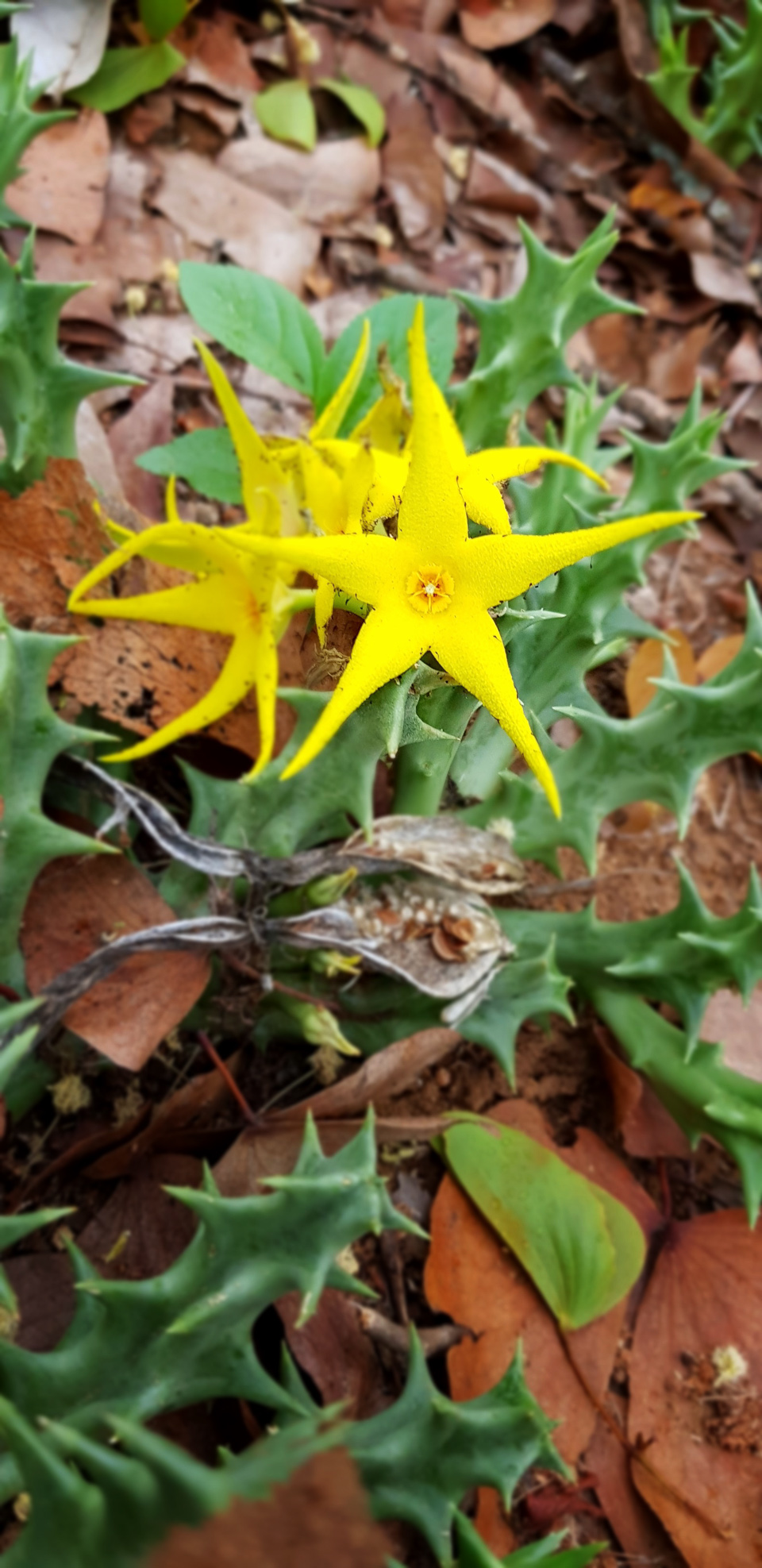 Orbea Lutea Yellow carrion gorgeous stapelia flower in Letaba