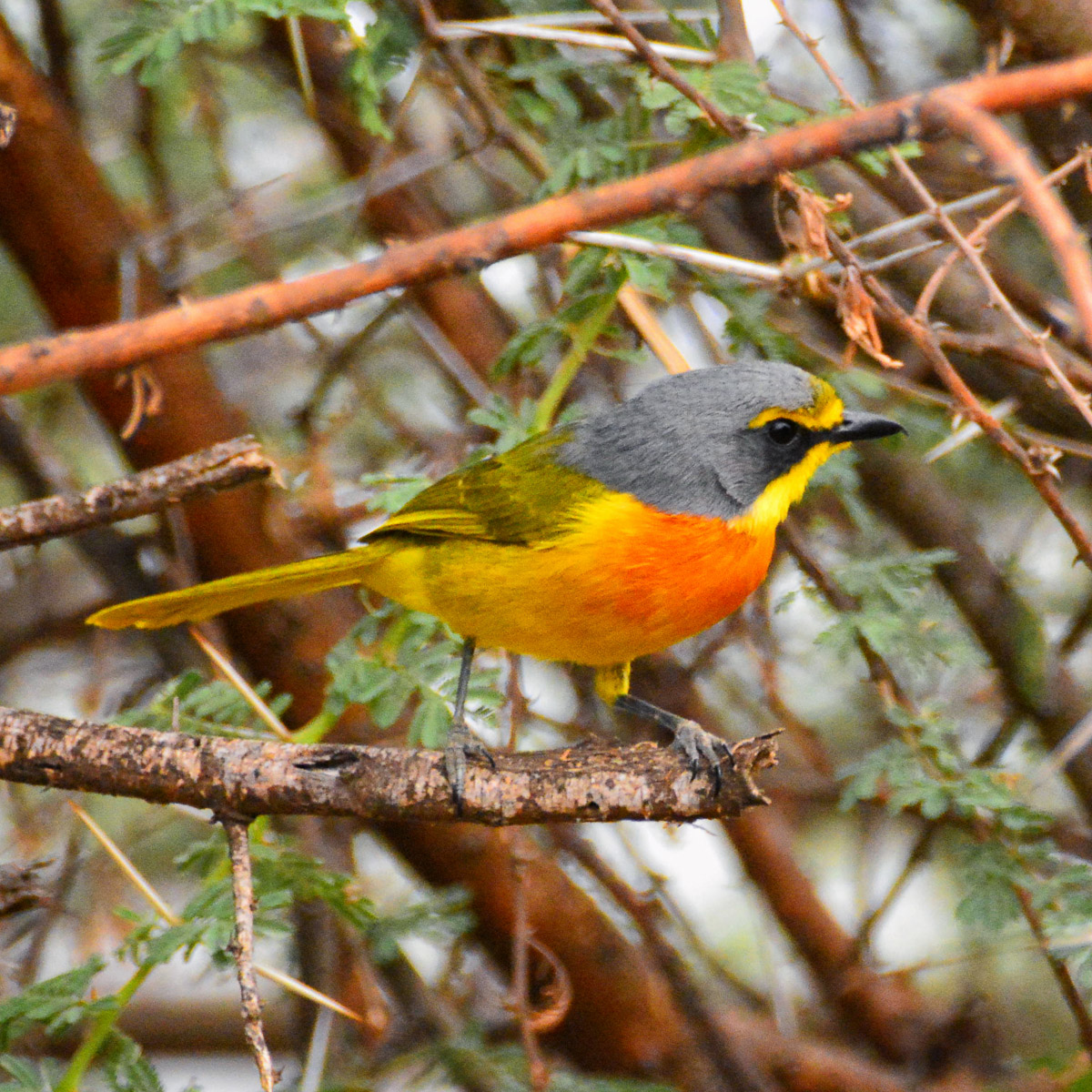 Organgebreasted Bush shrike photographed in Pafuri