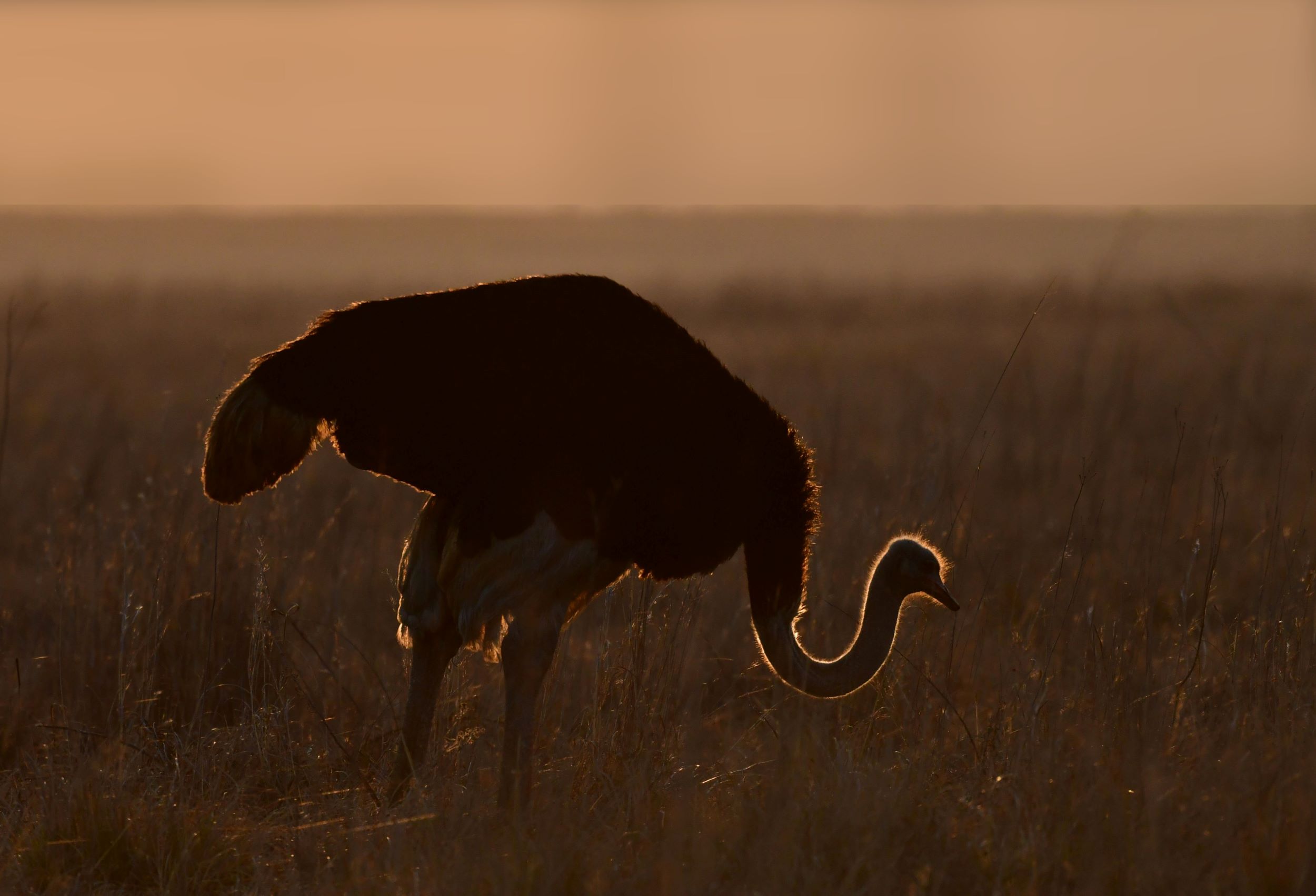 Ostrich rim-lit  Ostrich rim-lit